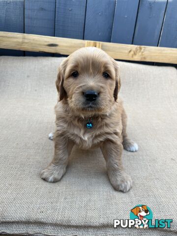 Golden Retriever Puppies