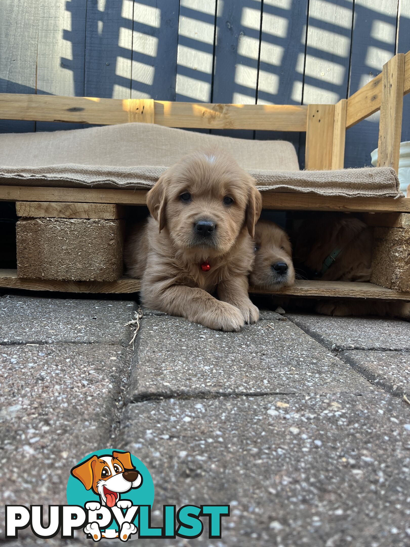 Golden Retriever Puppies