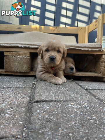 Golden Retriever Puppies