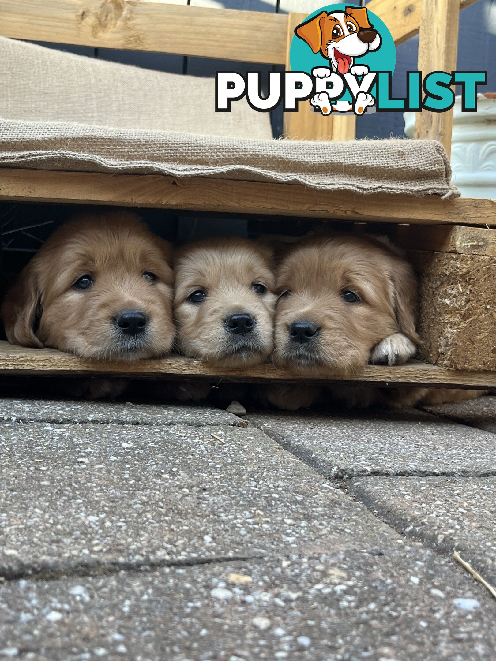 Golden Retriever Puppies