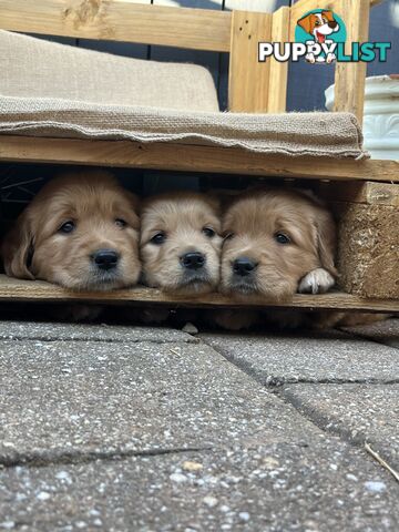 Golden Retriever Puppies