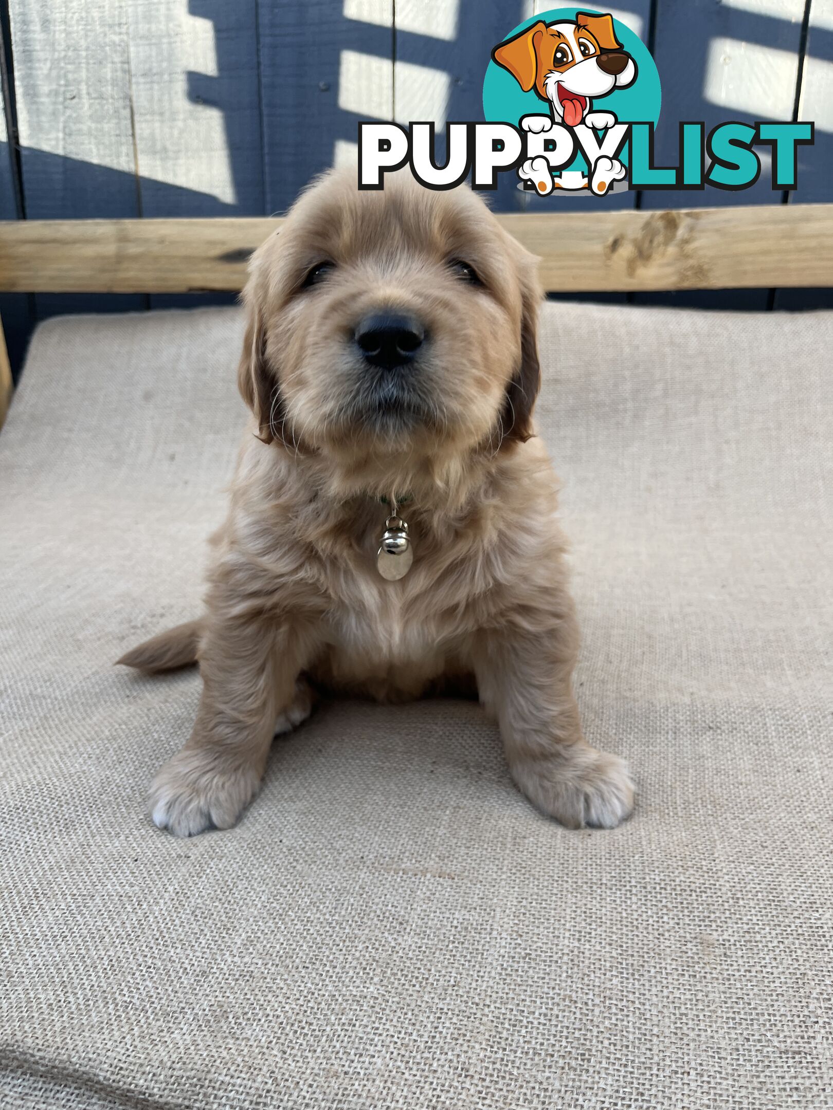 Golden Retriever Puppies