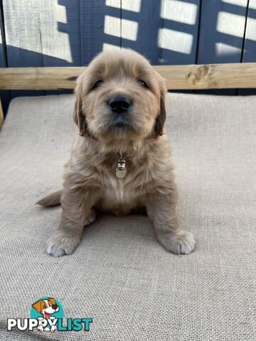 Golden Retriever Puppies