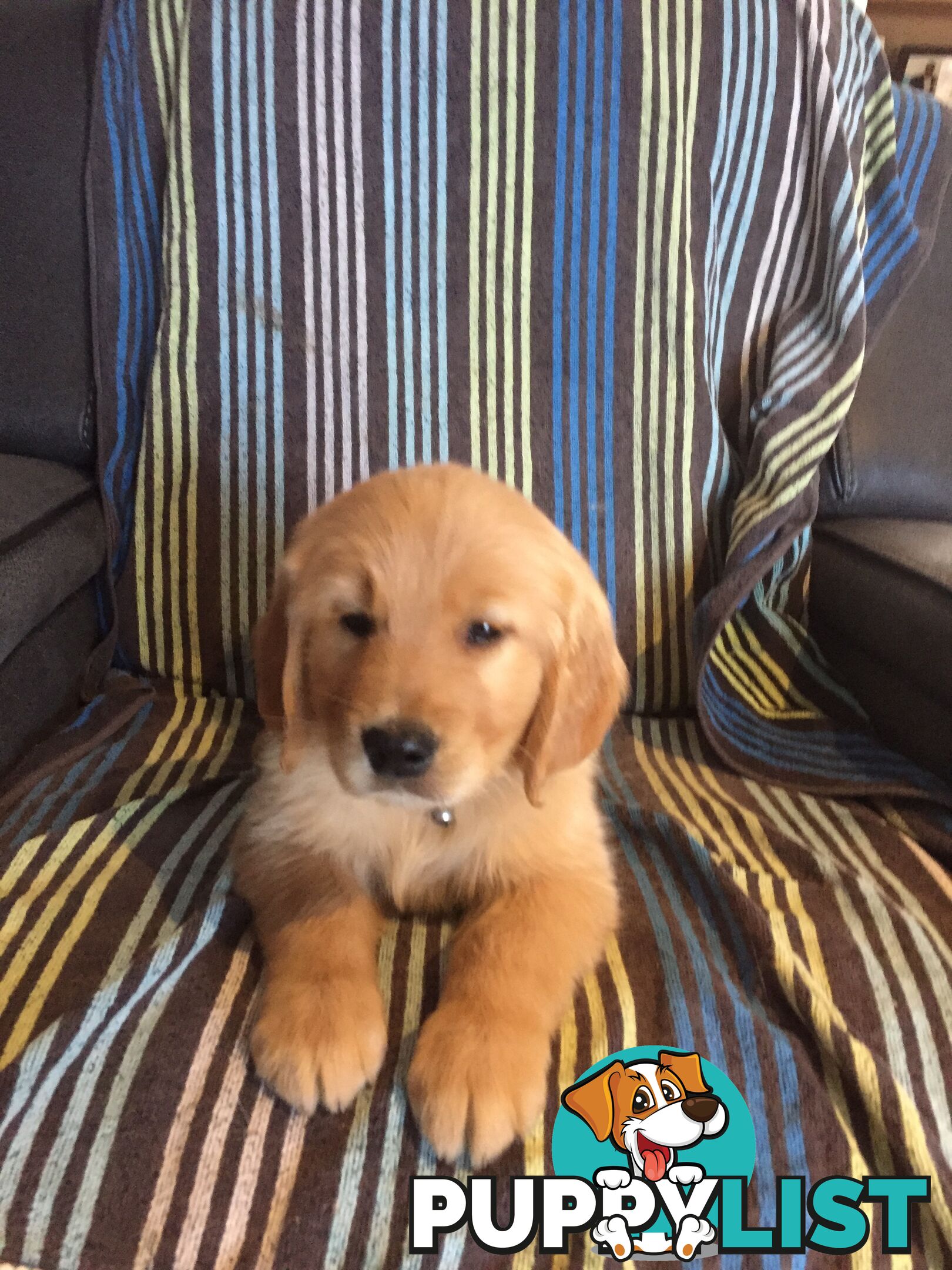 Golden Retriever Puppies