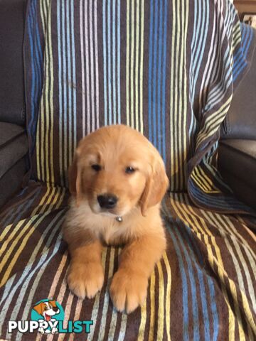 Golden Retriever Puppies