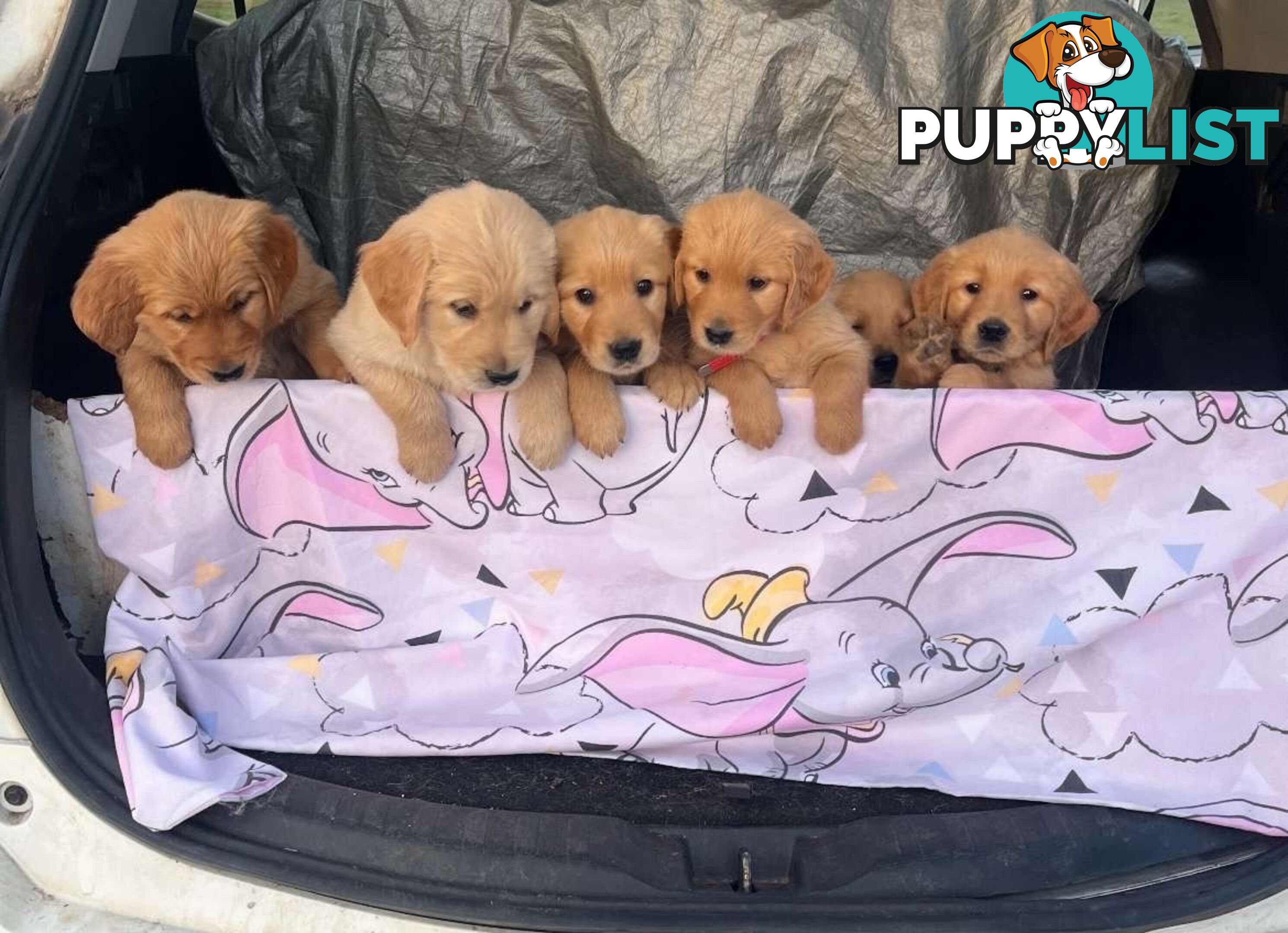 Golden Retriever Puppies