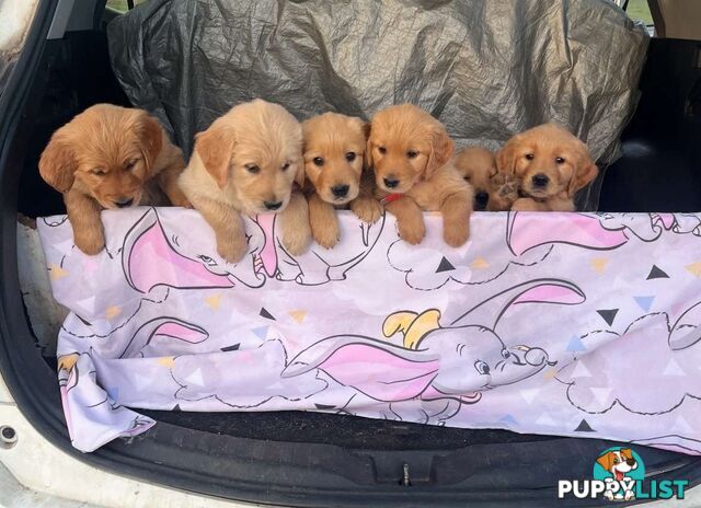 Golden Retriever Puppies
