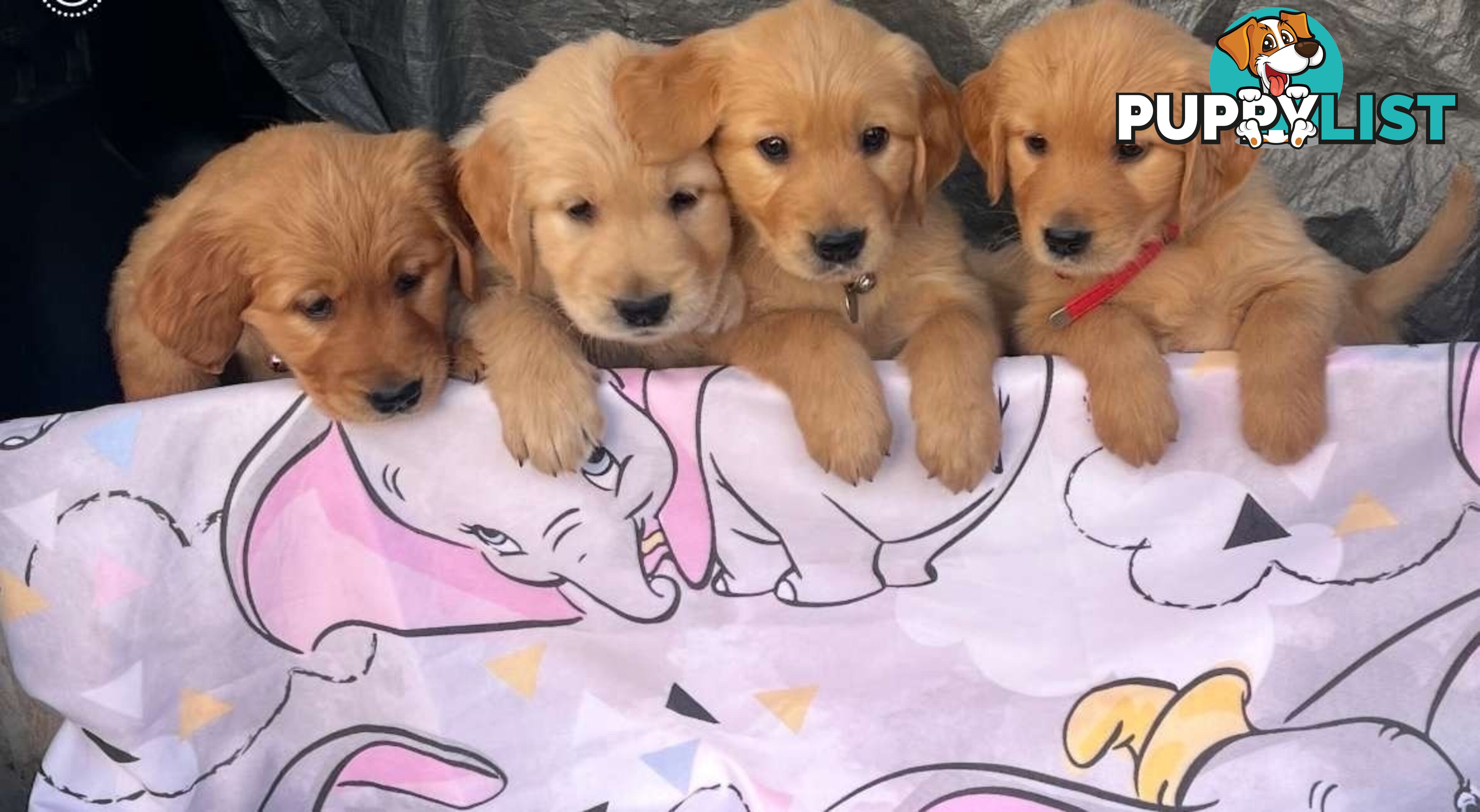 Golden Retriever Puppies