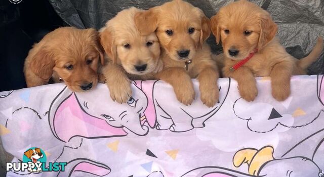 Golden Retriever Puppies