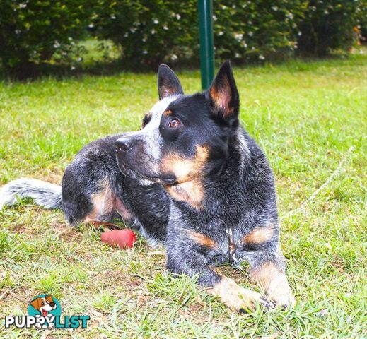 Male Blue Heeler (desexed)