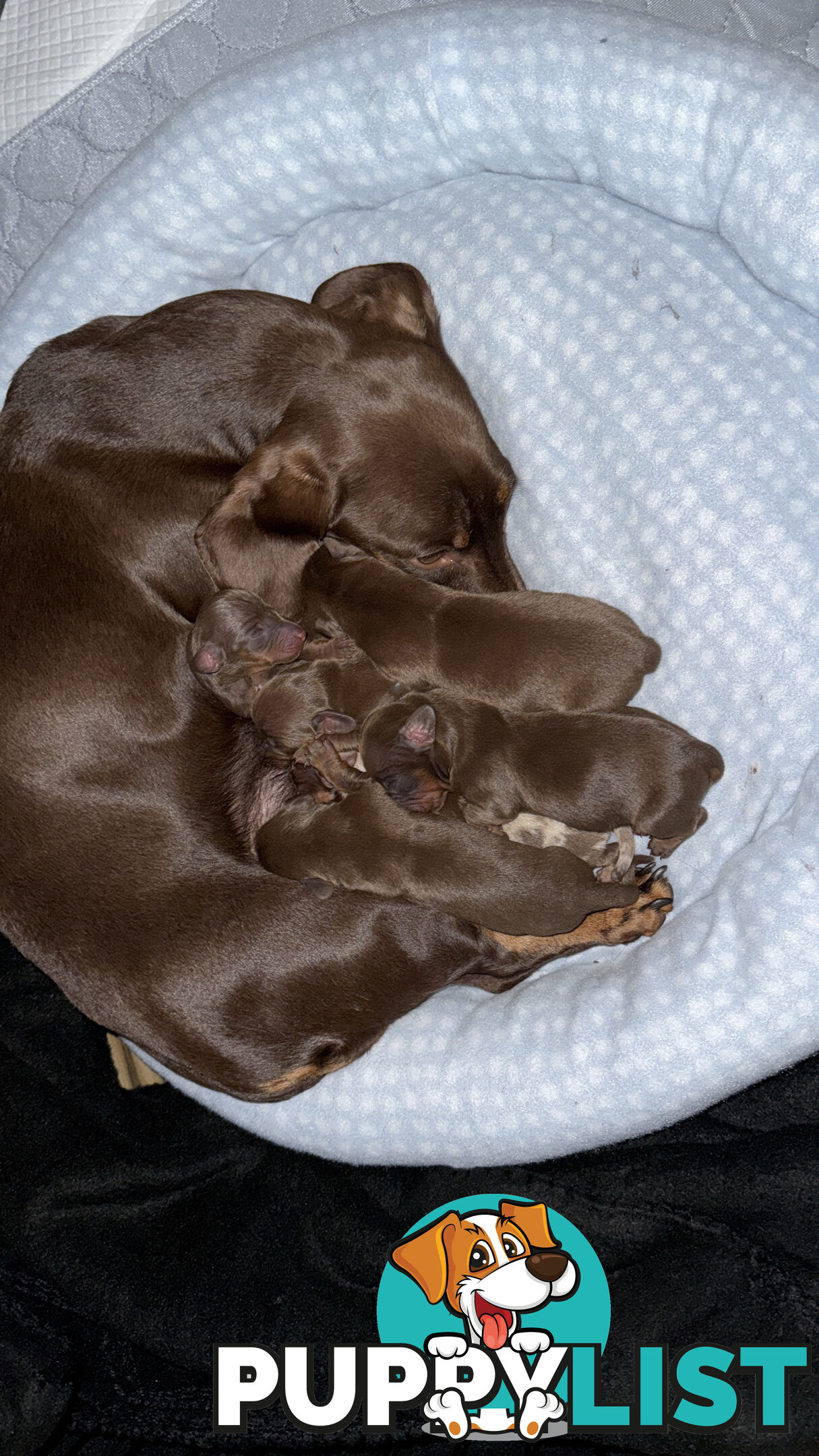 purebred miniature dachshund puppies