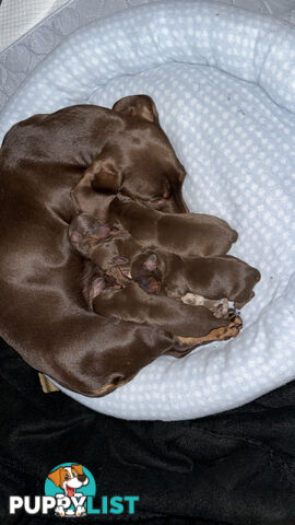 purebred miniature dachshund puppies