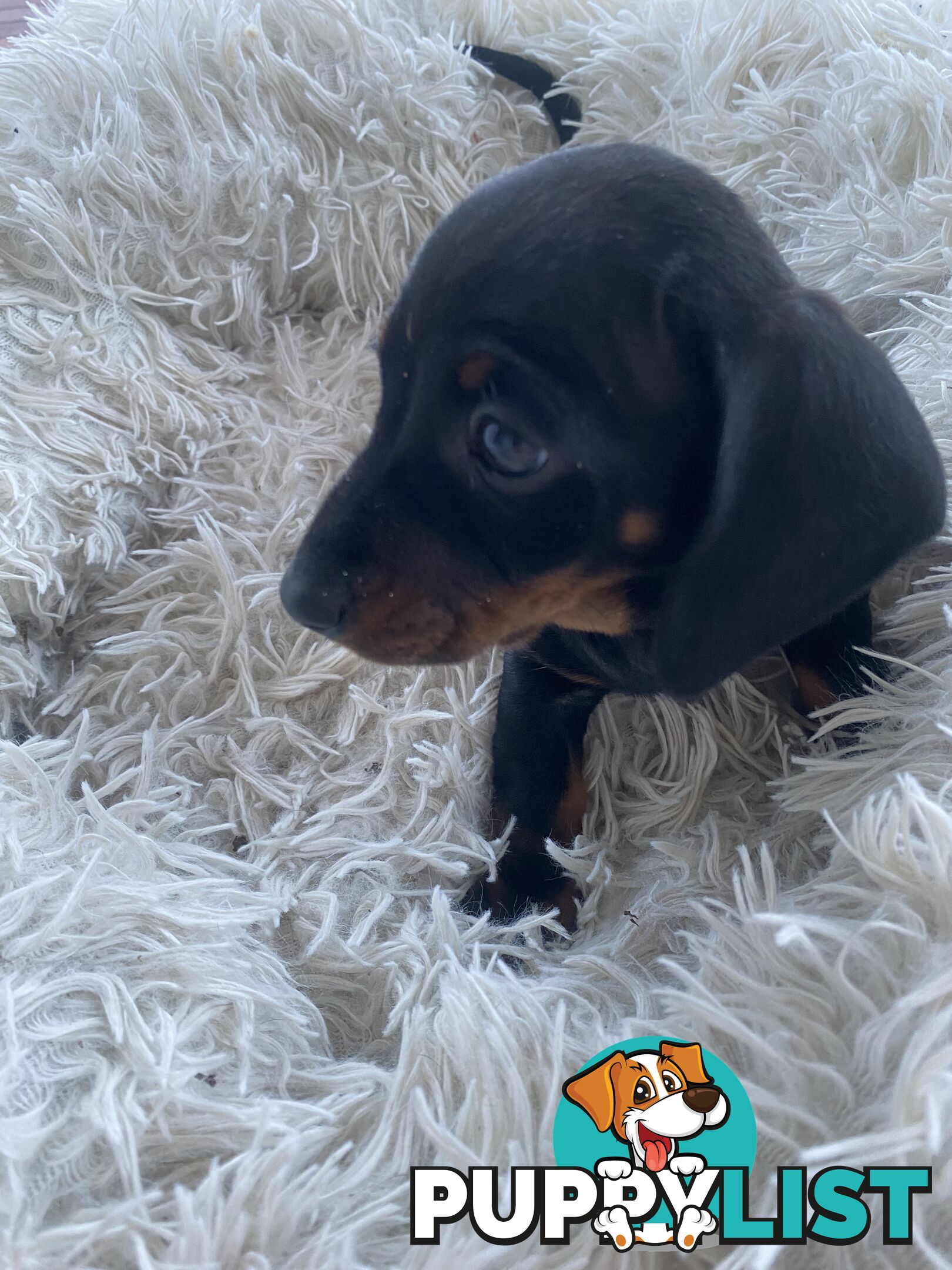 Miniature dachshund puppy