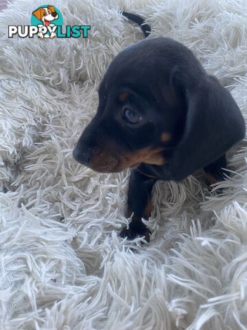 Miniature dachshund puppy