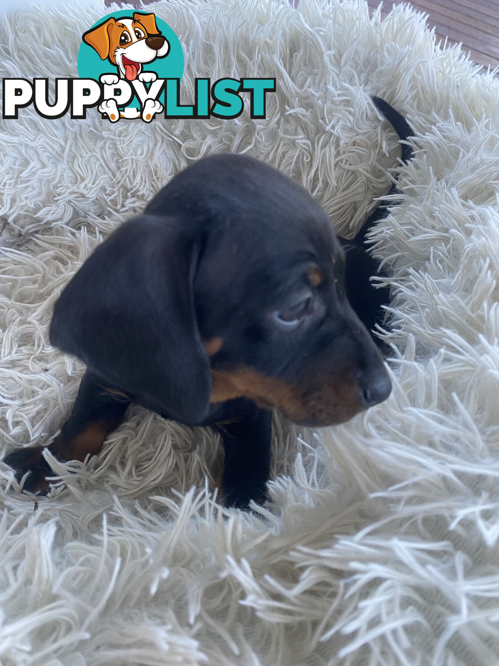 Miniature dachshund puppy