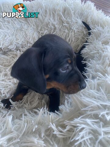 Miniature dachshund puppy