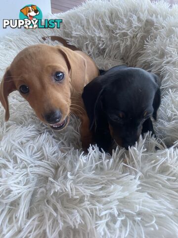 Miniature dachshund puppy