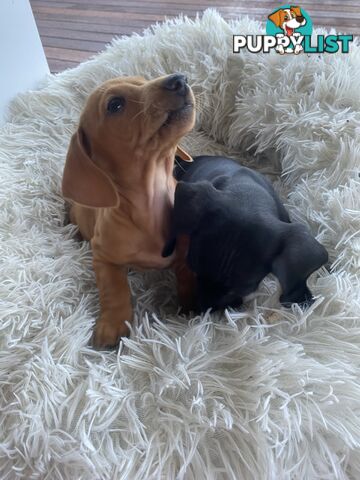 Miniature dachshund puppy