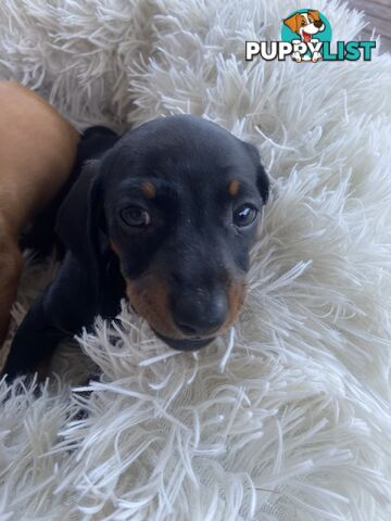 Miniature dachshund puppy