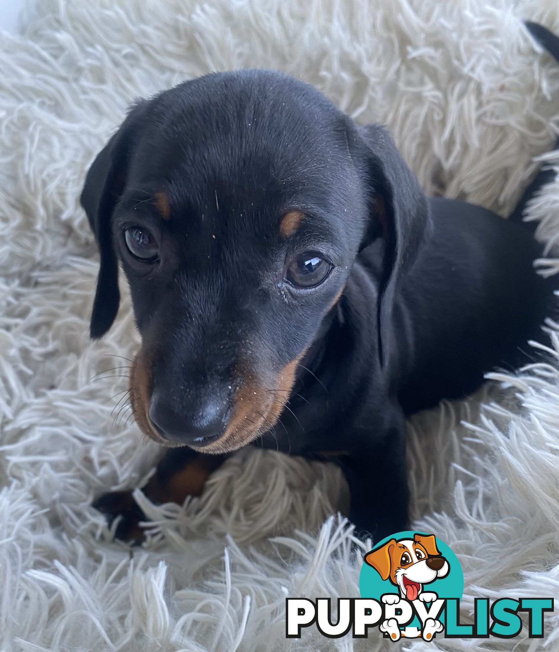 Miniature dachshund puppy