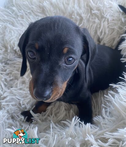 Miniature dachshund puppy