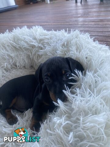 Miniature dachshund puppy