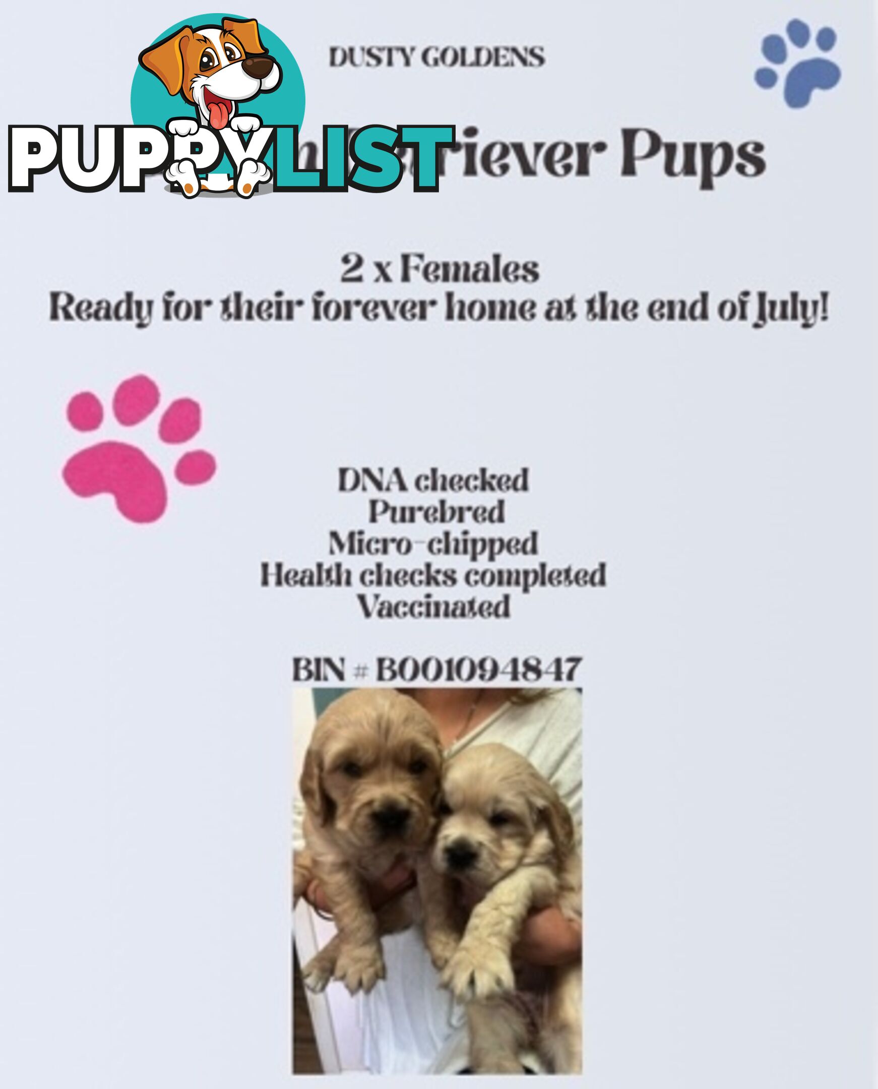 Purebred Golden Retriever Puppies