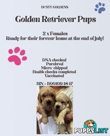 Purebred Golden Retriever Puppies
