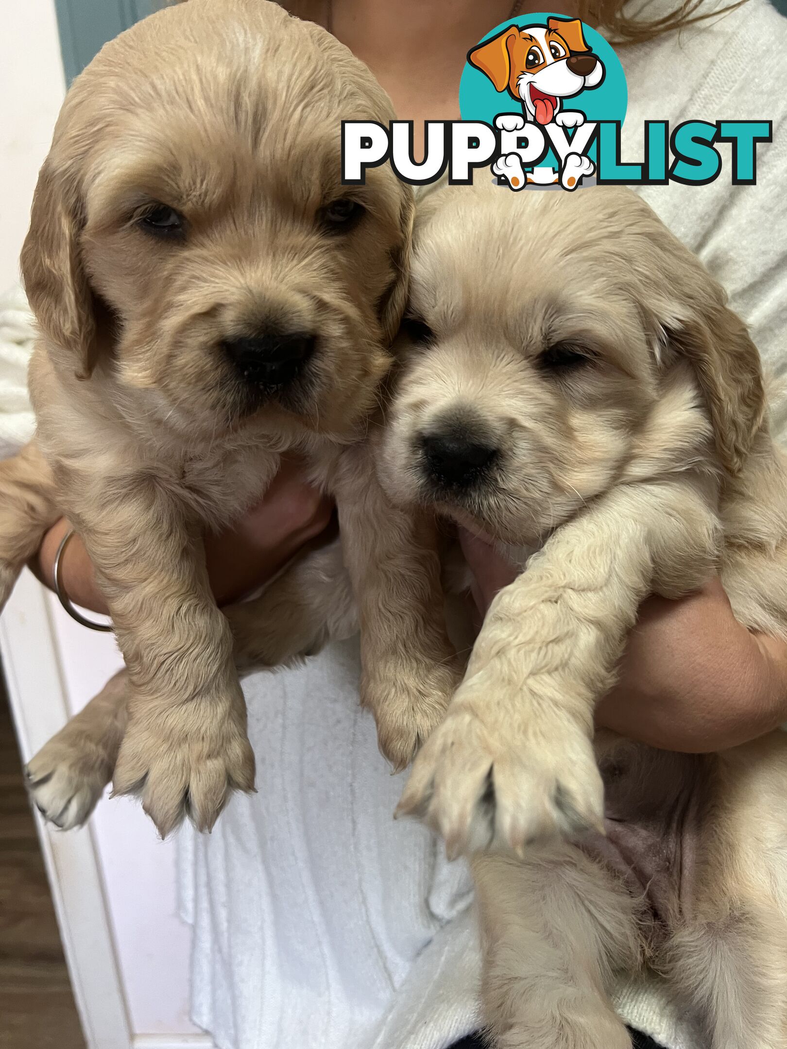 Purebred Golden Retriever Puppies
