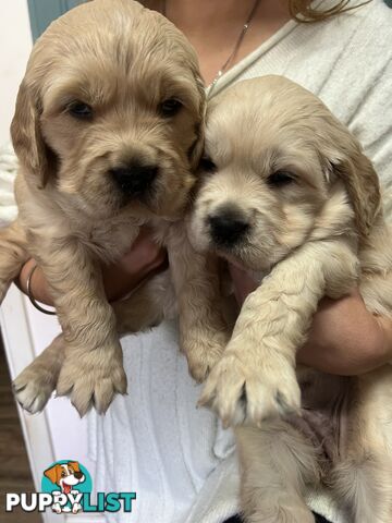Purebred Golden Retriever Puppies