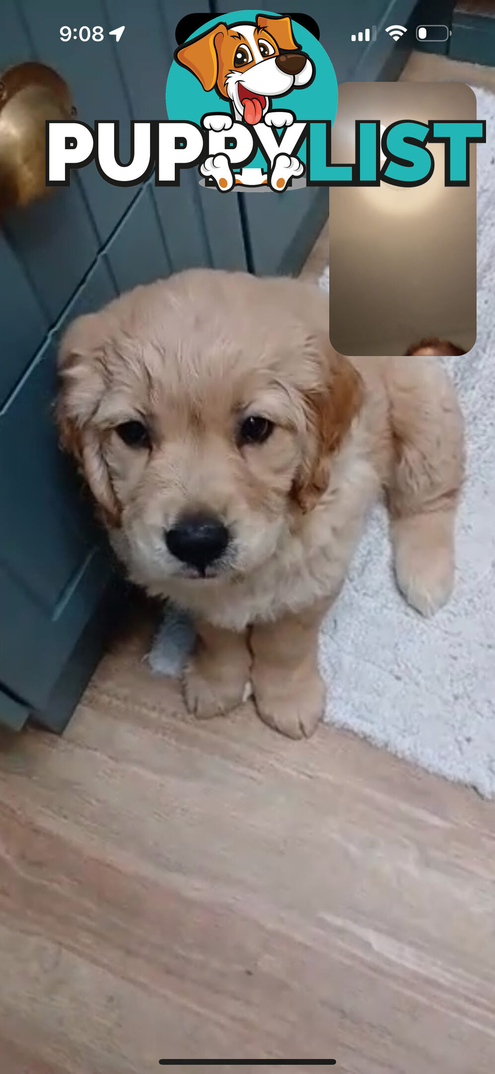 Purebred Golden Retriever Puppies