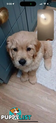 Purebred Golden Retriever Puppies