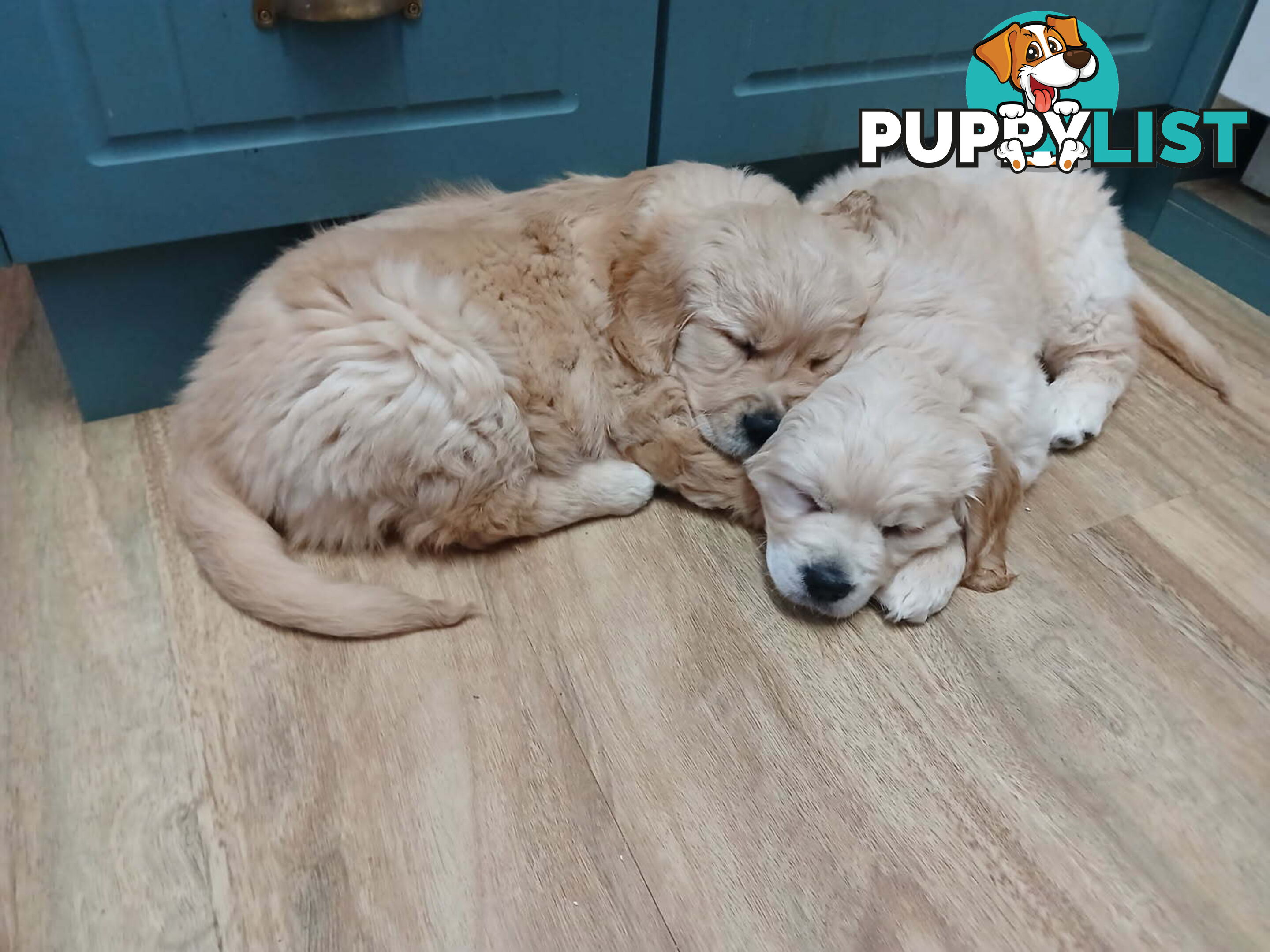 Purebred Golden Retriever Puppies