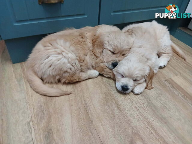 Purebred Golden Retriever Puppies