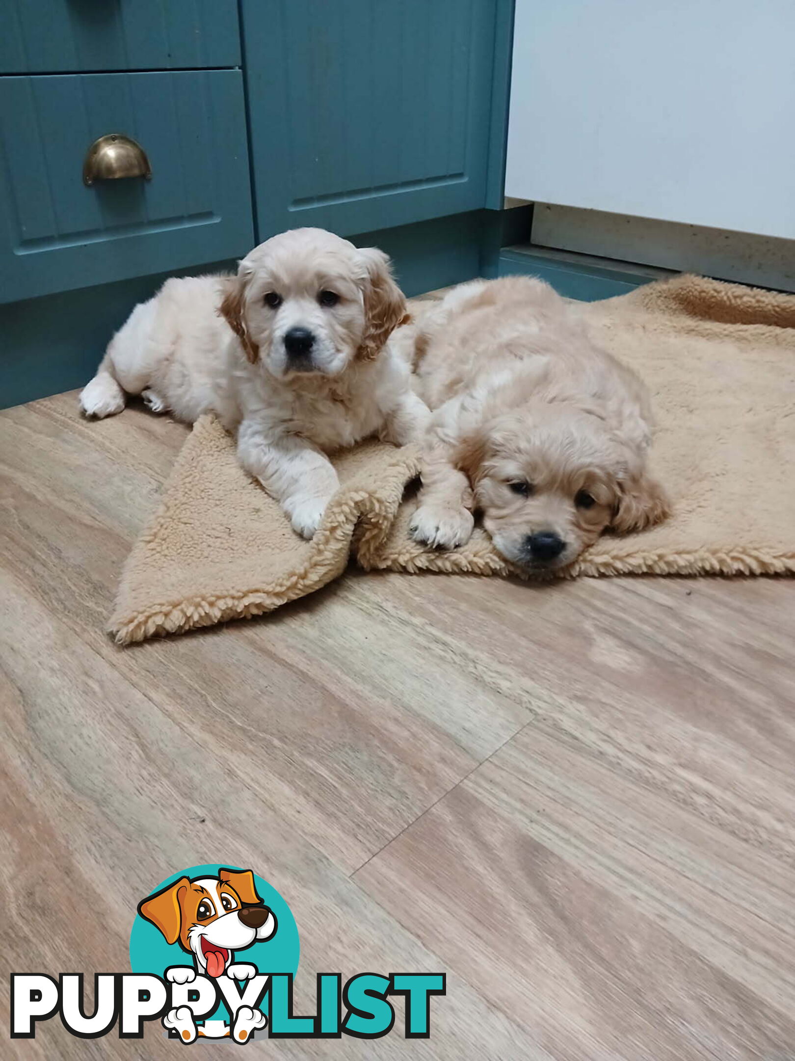 Purebred Golden Retriever Puppies