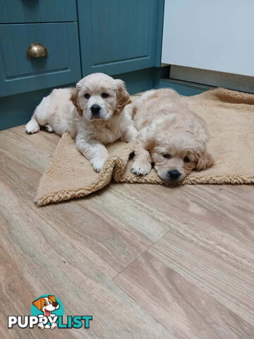 Purebred Golden Retriever Puppies