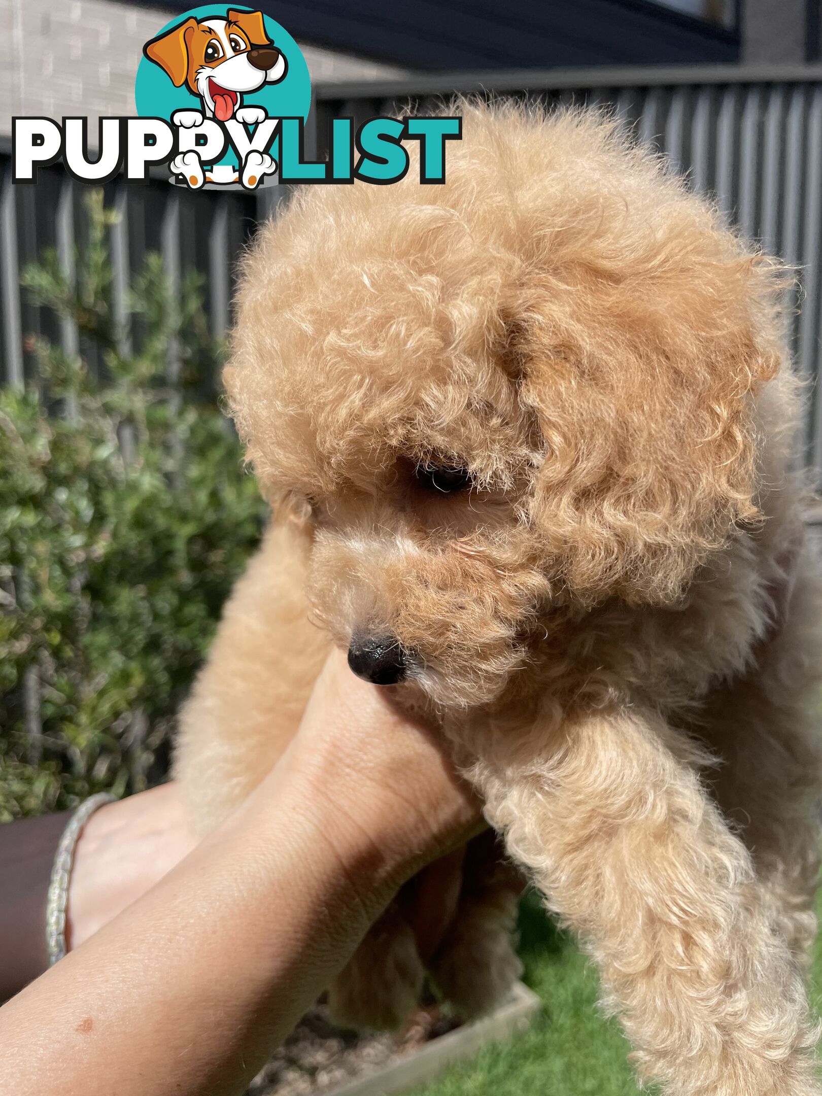 Toy Poodle pedigree linear