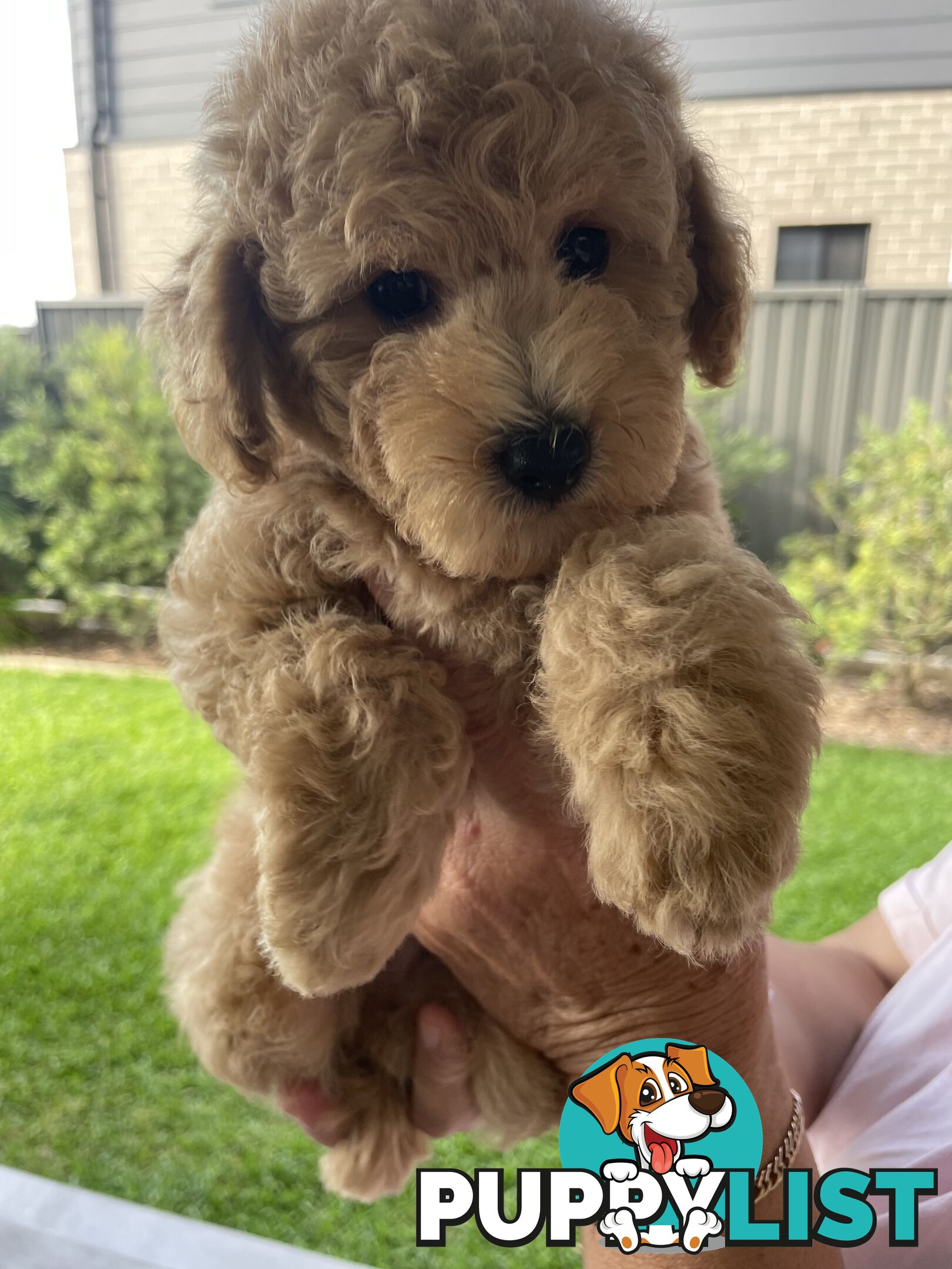 Toy Poodle pedigree linear