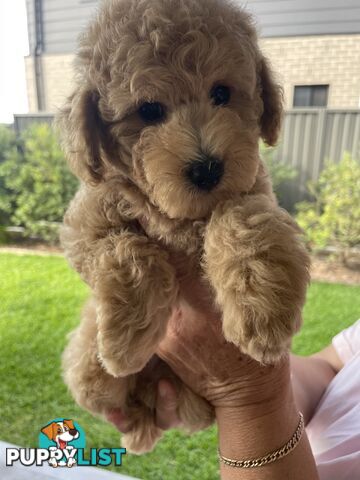 Toy Poodle pedigree linear