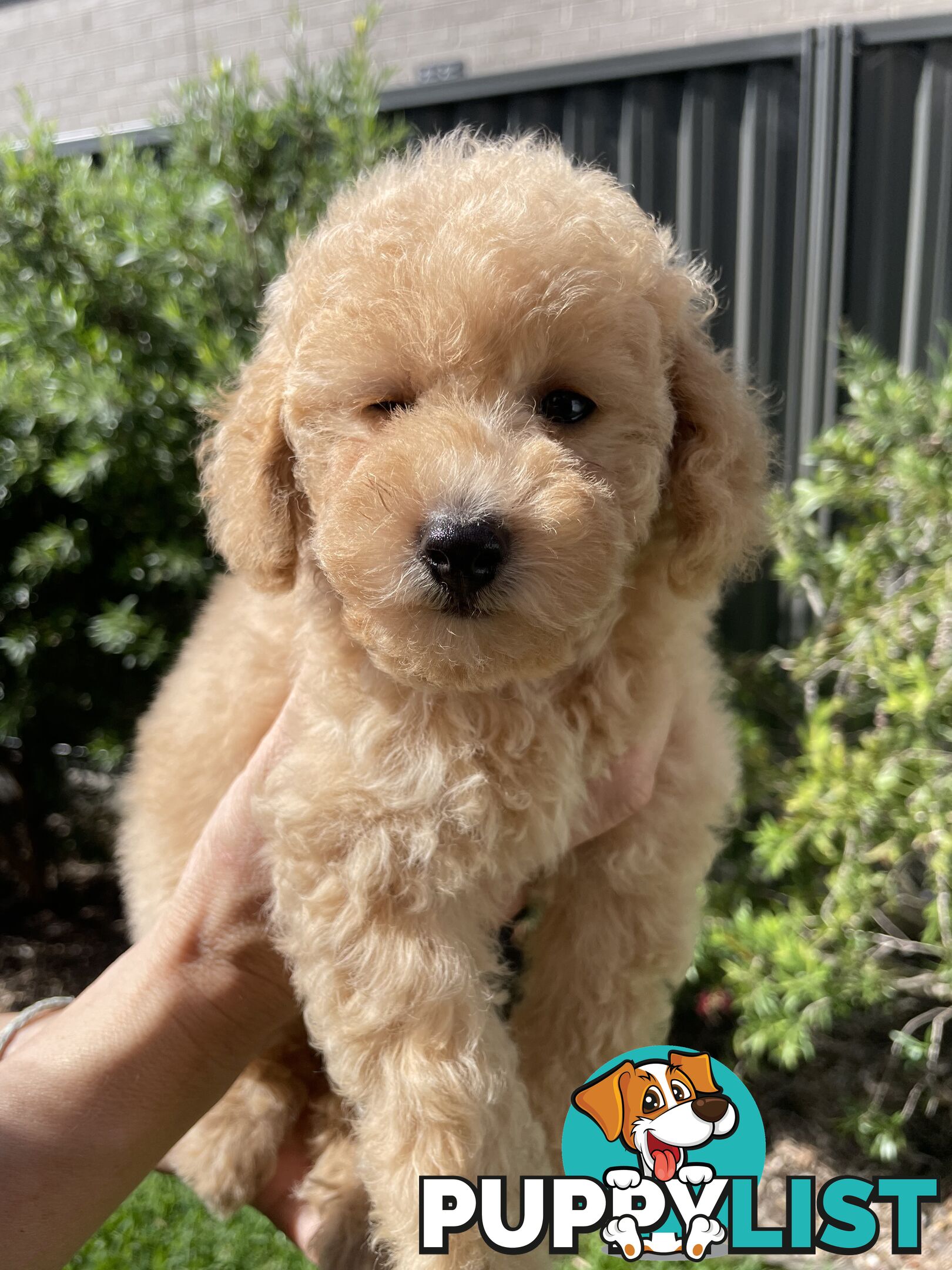 Toy Poodle pedigree linear