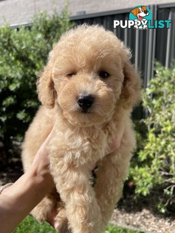 Toy Poodle pedigree linear