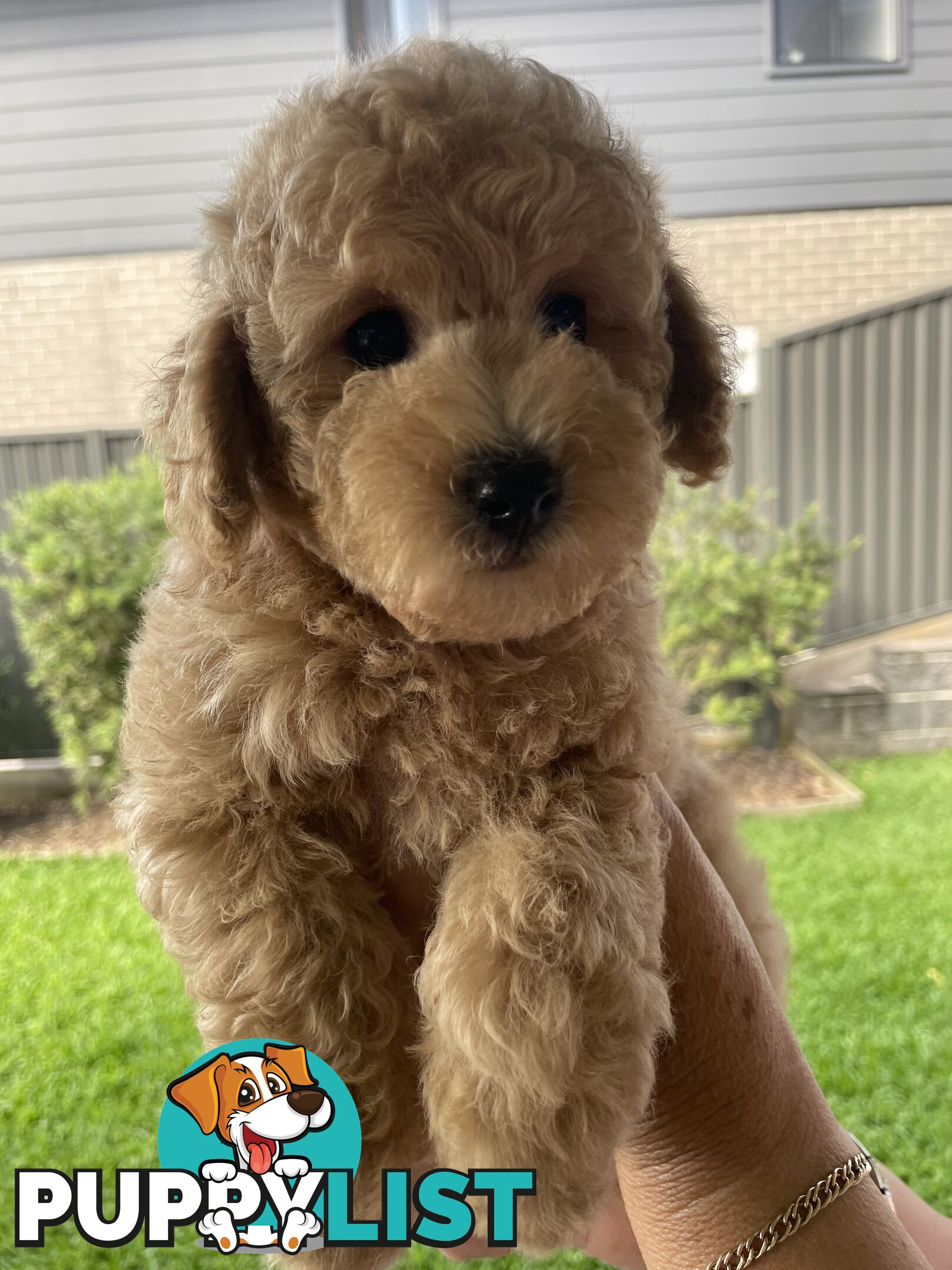 Toy Poodle pedigree linear