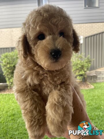 Toy Poodle pedigree linear