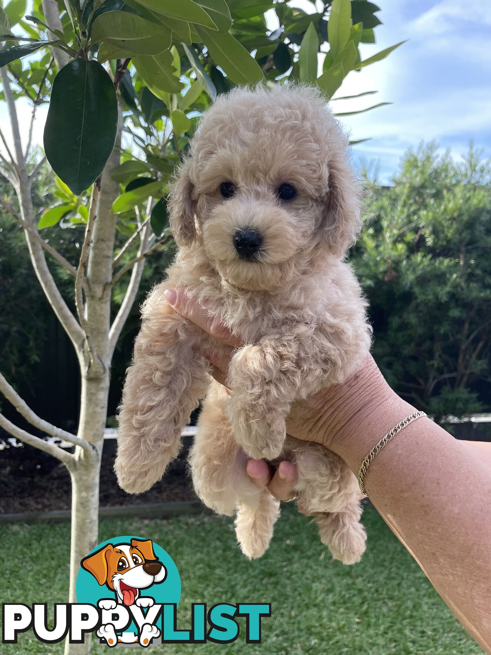 Toy Poodle pedigree linear