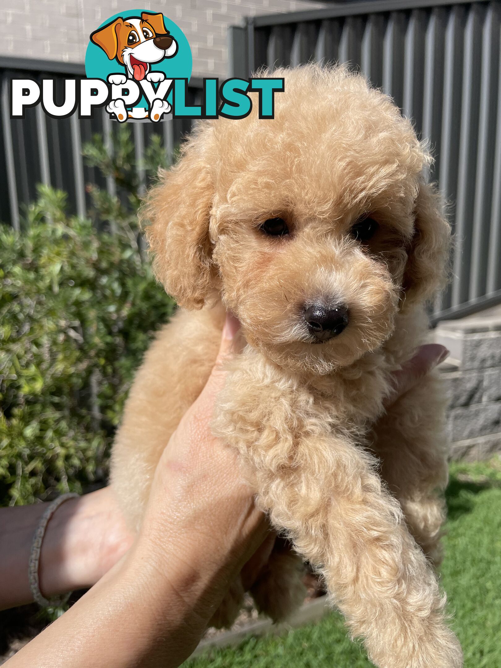 Toy Poodle pedigree linear