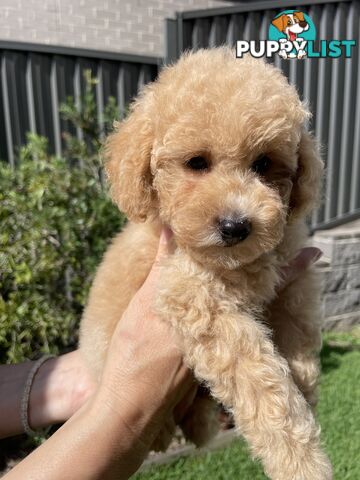 Toy Poodle pedigree linear