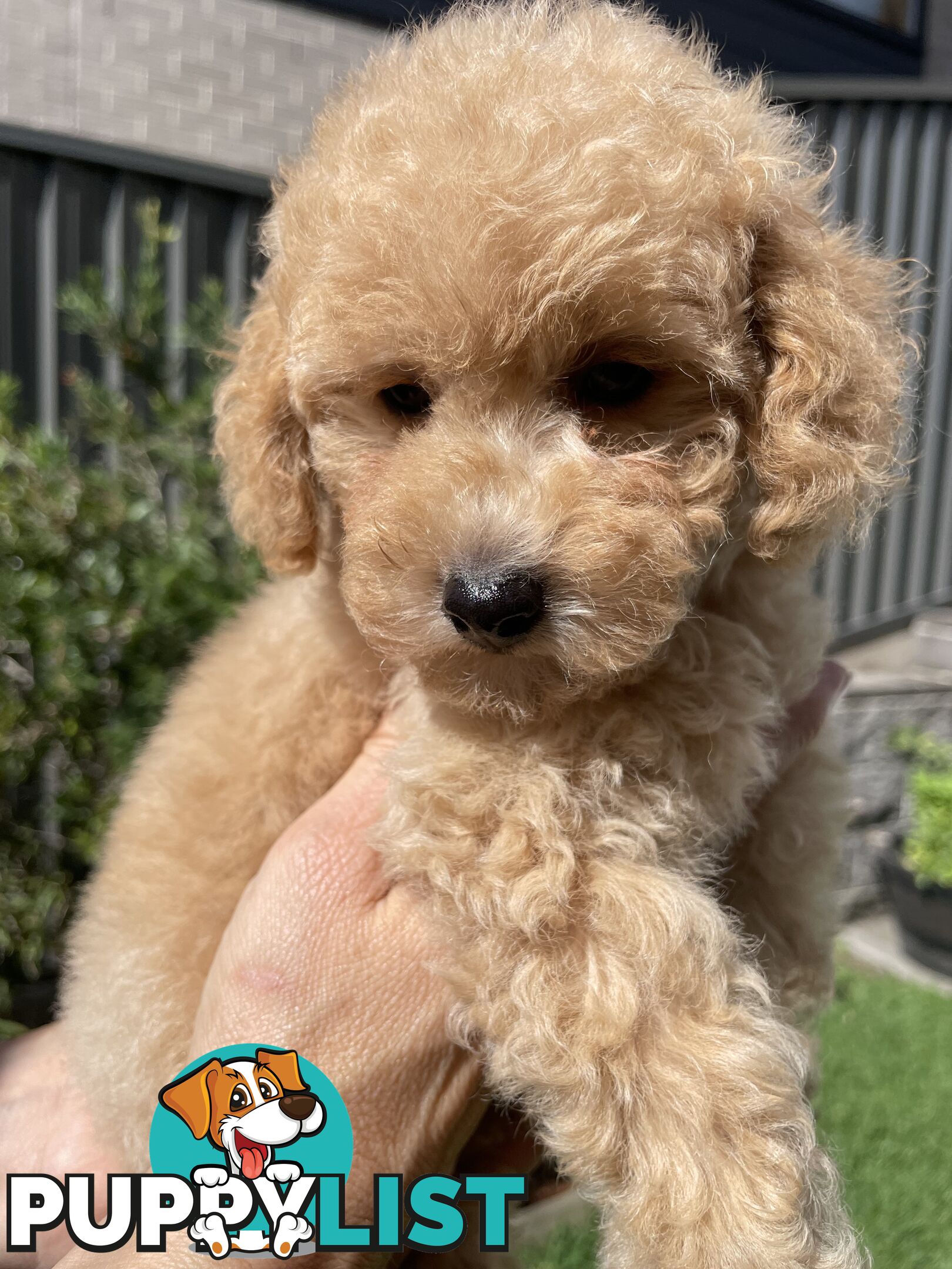 Toy Poodle pedigree linear