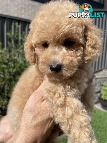 Toy Poodle pedigree linear