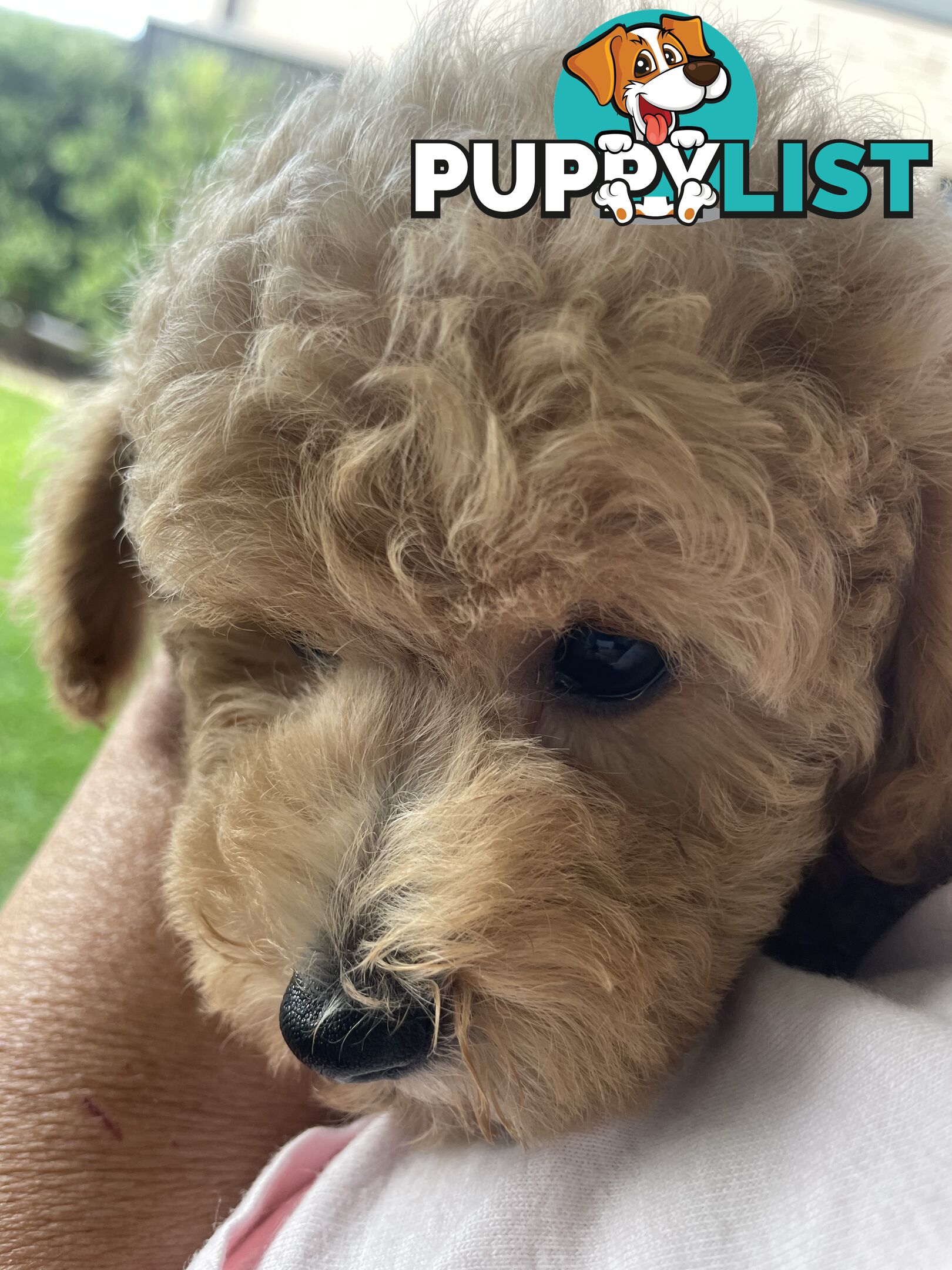 Toy Poodle pedigree linear