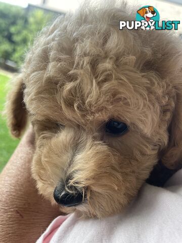 Toy Poodle pedigree linear